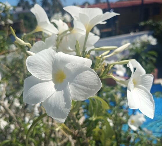 Posada La casa de las flores · 5